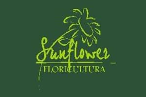 Sunflower Floricultura